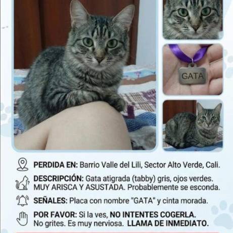 Foto del reporte de Gata