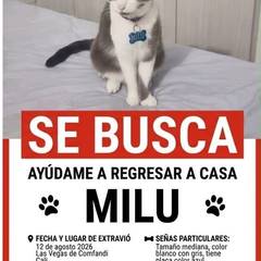 Foto del reporte de Milu