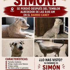 Foto del reporte de Simón