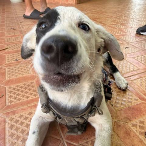 Foto del reporte de Perro pequeño Blanco con manchas negras