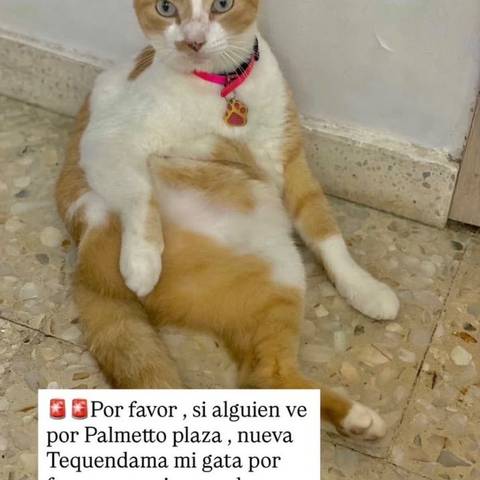 Foto del reporte de Tekila