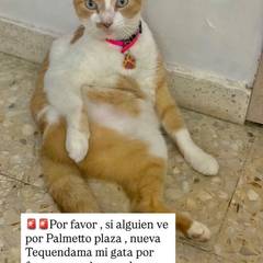 Foto del reporte de Tekila