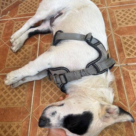 Foto del reporte de Perro mediano Blanco con manchas negras