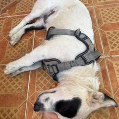Foto del reporte de Perro mediano Blanco con manchas negras