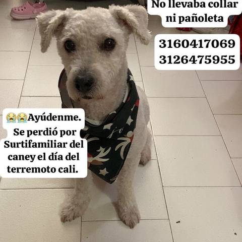 Foto del reporte de Simón