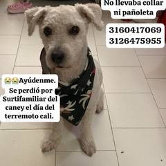 Foto del reporte de Simón