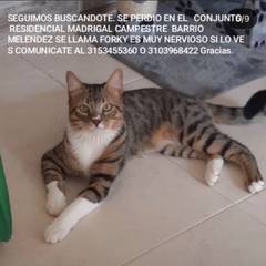 Foto del reporte de Forky