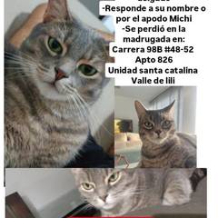 Foto del reporte de Tarot