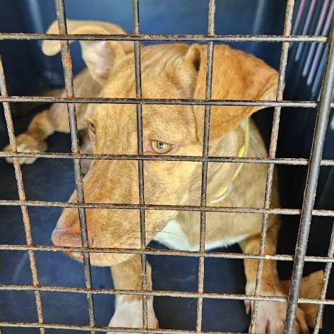 Foto del reporte de Perro pequeño Café con mamchitas en las patas y por toda la parte de abajo del cuerpo
