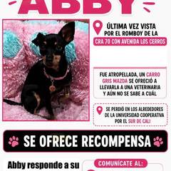 Foto del reporte de Abby