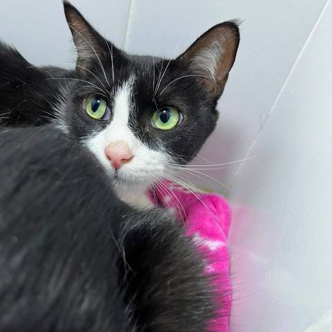 Foto del reporte de Gato mediano Negro con blanco