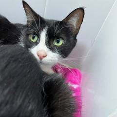 Foto del reporte de Gato mediano Negro con blanco