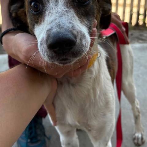 Foto del reporte de Perro mediano Blanco con café