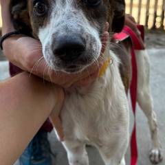 Foto del reporte de Perro mediano Blanco con café
