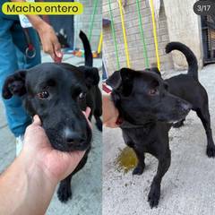 Foto del reporte de Perro mediano Negro