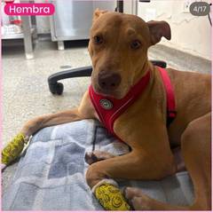 Foto del reporte de Perro grande Amarillo