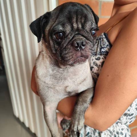 Foto del reporte de Perro pequeño Gris con negro