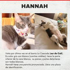 Foto del reporte de Hannah