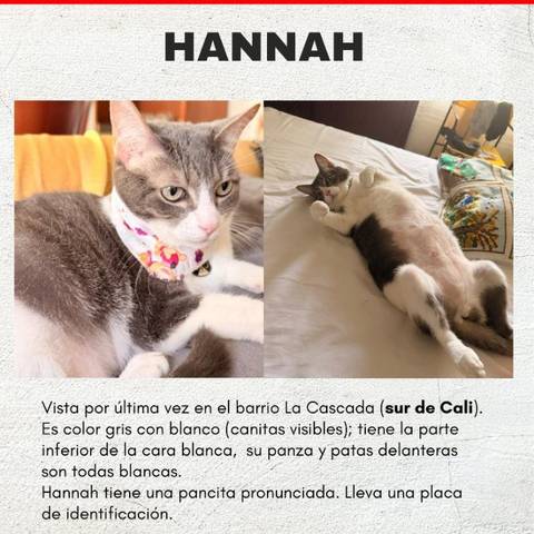 Foto del reporte de Hannah