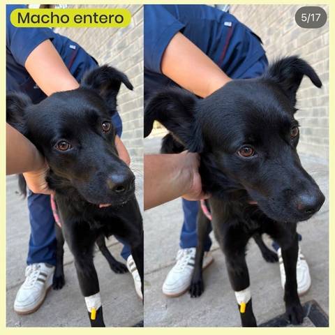 Foto del reporte de Perro mediano Negro