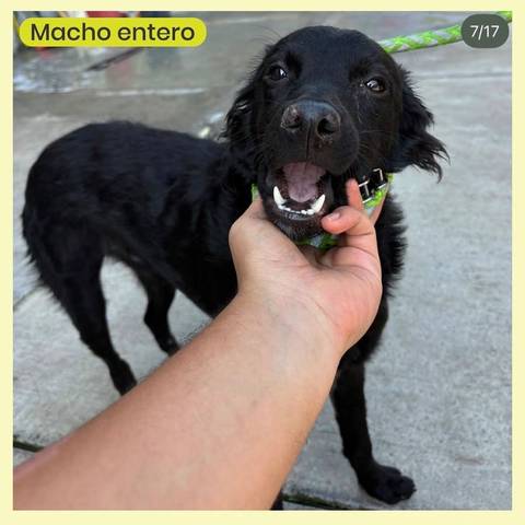 Foto del reporte de Perro mediano Negro de pelo largo