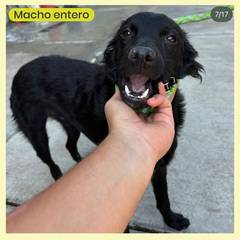 Foto del reporte de Perro mediano Negro de pelo largo