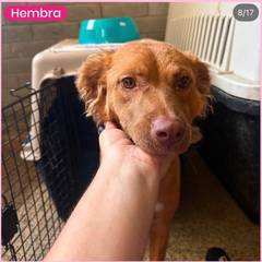 Foto del reporte de Perro mediano Chocolate clarito