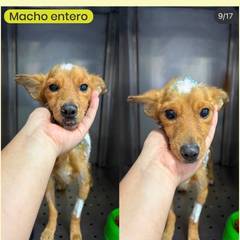 Foto del reporte de Perro pequeño Amarillo