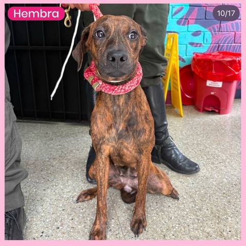 Foto del reporte de Perro grande BARCINO