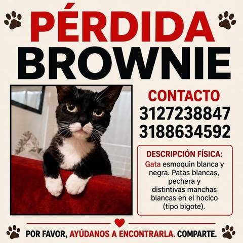 Foto del reporte de Brownie