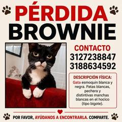 Foto del reporte de Brownie