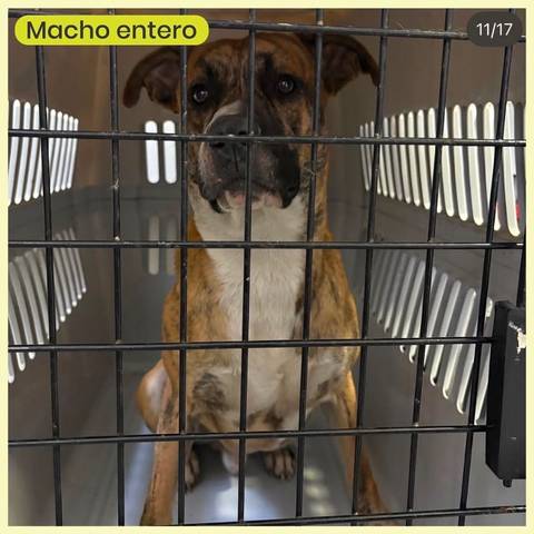 Foto del reporte de Perro grande BARCINO
