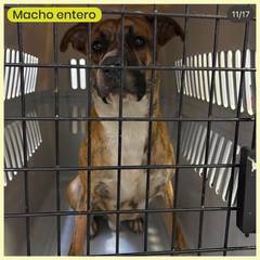 Foto del reporte de Perro grande BARCINO