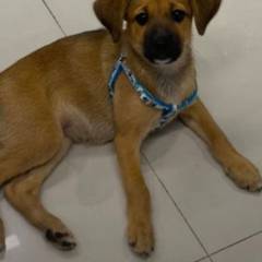 Foto del reporte de Perro pequeño Amarillo