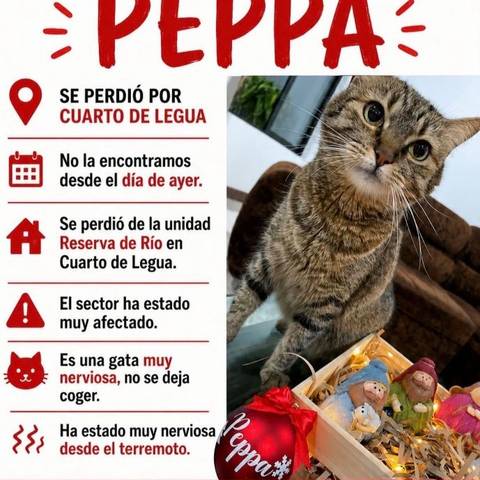 Foto del reporte de Peppa