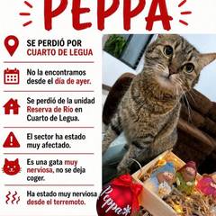 Foto del reporte de Peppa