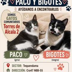 Foto del reporte de Paco, Bigotes