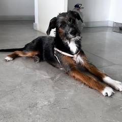 Foto del reporte de Perro pequeño Gris patas café y blancas