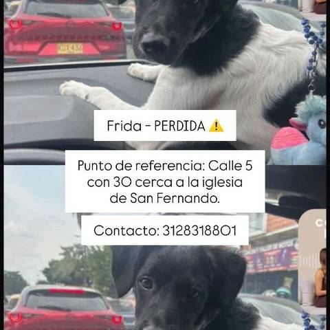 Foto del reporte de Frida