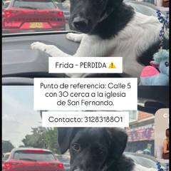 Foto del reporte de Frida