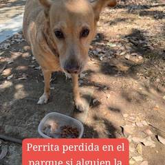 Foto del reporte de Perro mediano Beige